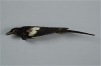 藏品(喜鵲)的圖片